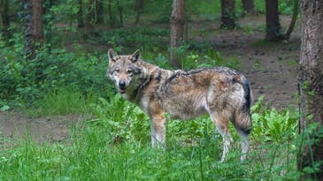 Hunters and Antis Clash Over Gray Wolf Lawsuits