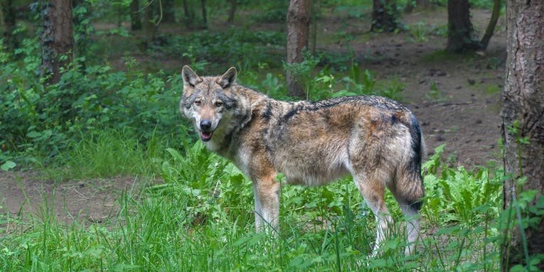 Hunters and Antis Clash Over Gray Wolf Lawsuits