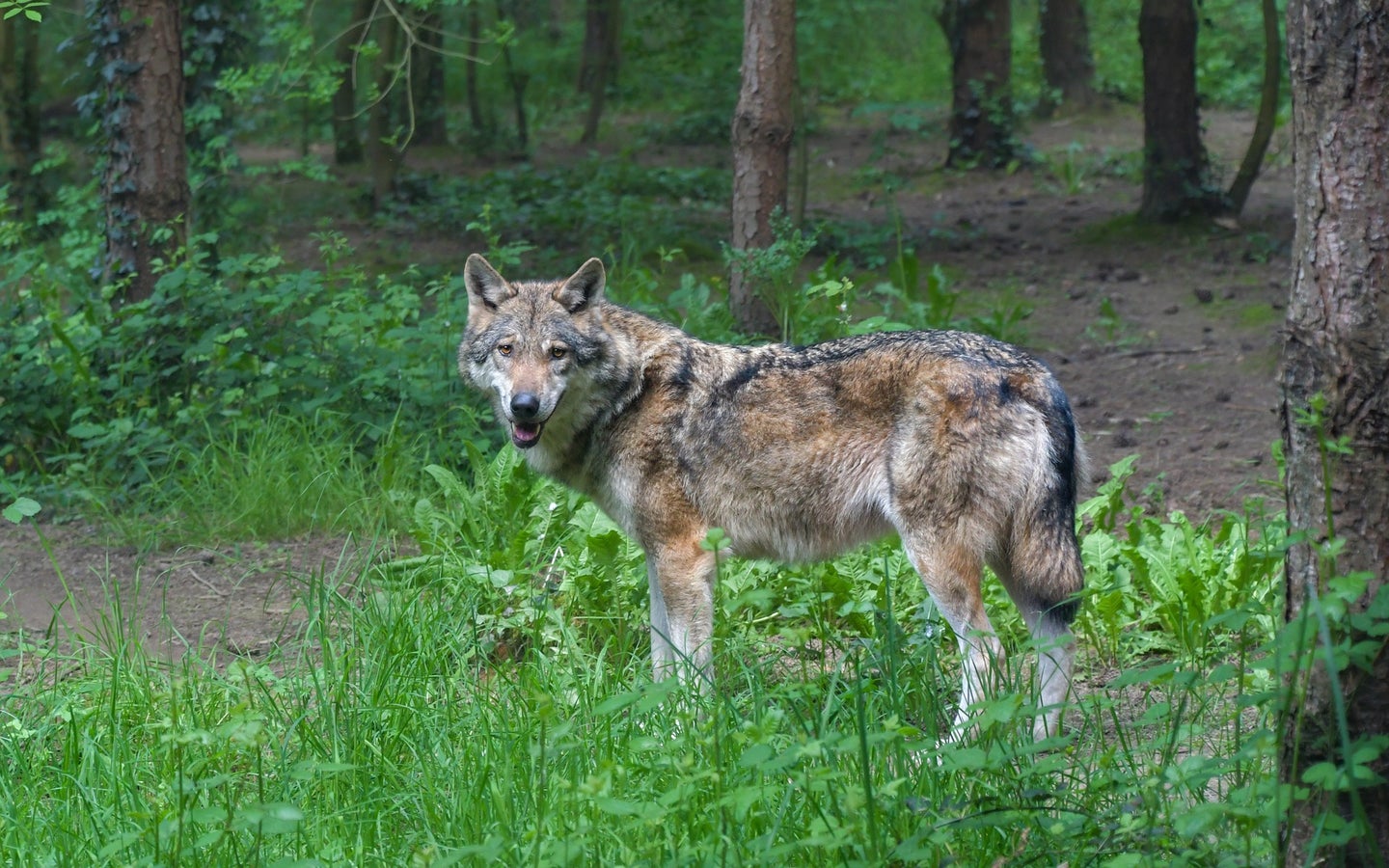 gray wolf in the forest.