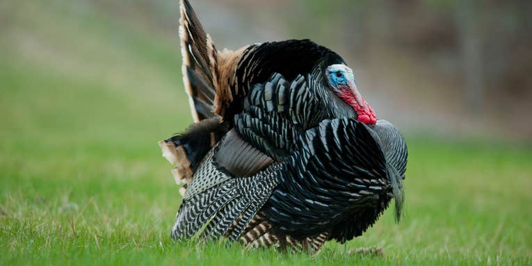 Gobbler Rx: 3 Tips From the Wild Turkey Doc