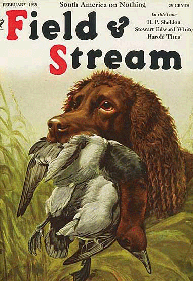 Boykin spaniel on vintage Field & Stream cover
