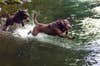 Chesapeake bay retrievers, one of the best hunting dog breeds, jumping in the water