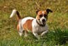 Jack russell terrier, one of the best hunting dog breeds, runs in a field