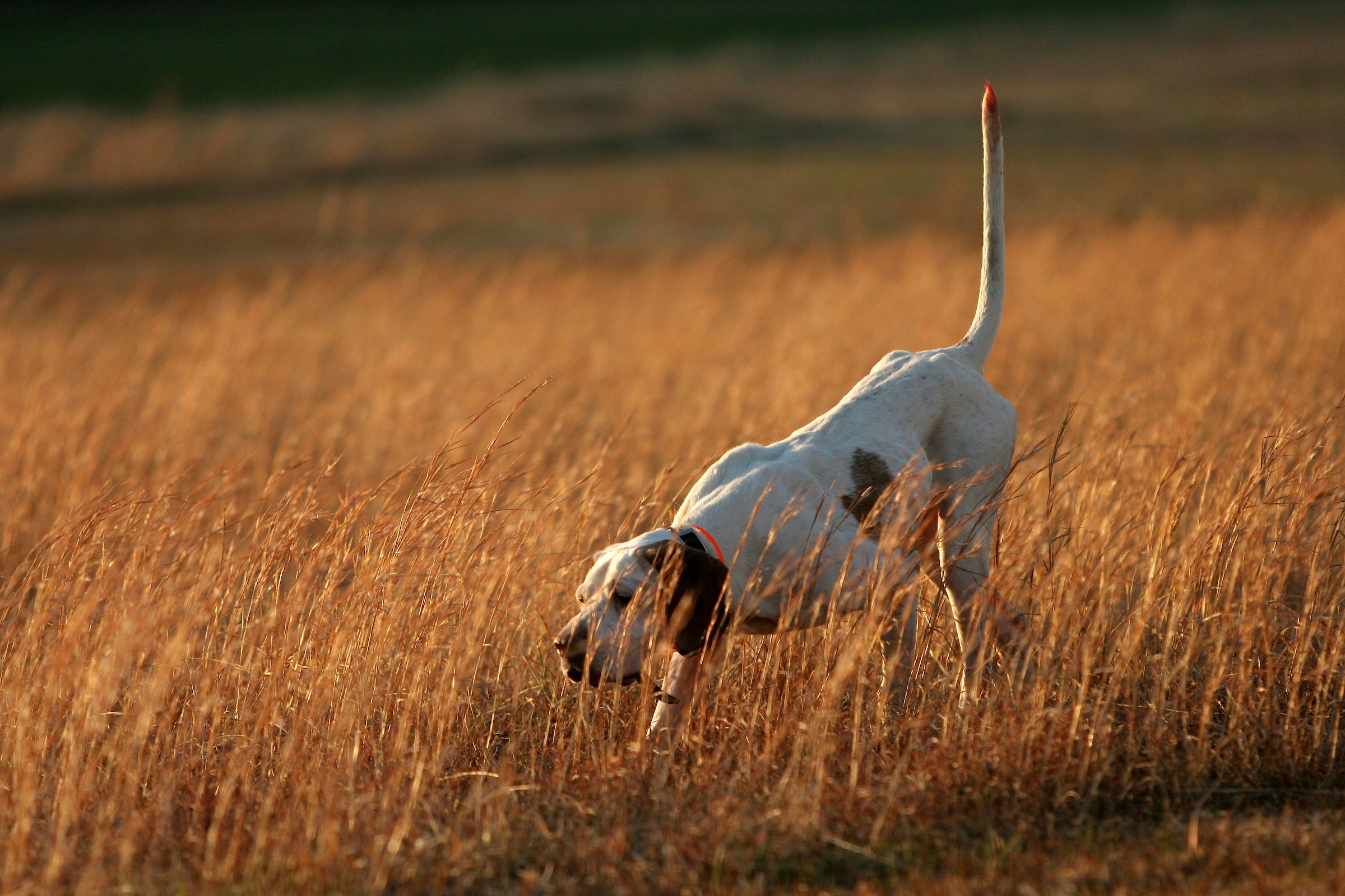 Hunting Dog Breeds: 21 Best Dogs for Hunting | Field & Stream