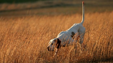Hunting Dog Breeds: 21 Best Dogs for Waterfowl, Upland Birds, Bears, and Small Game
