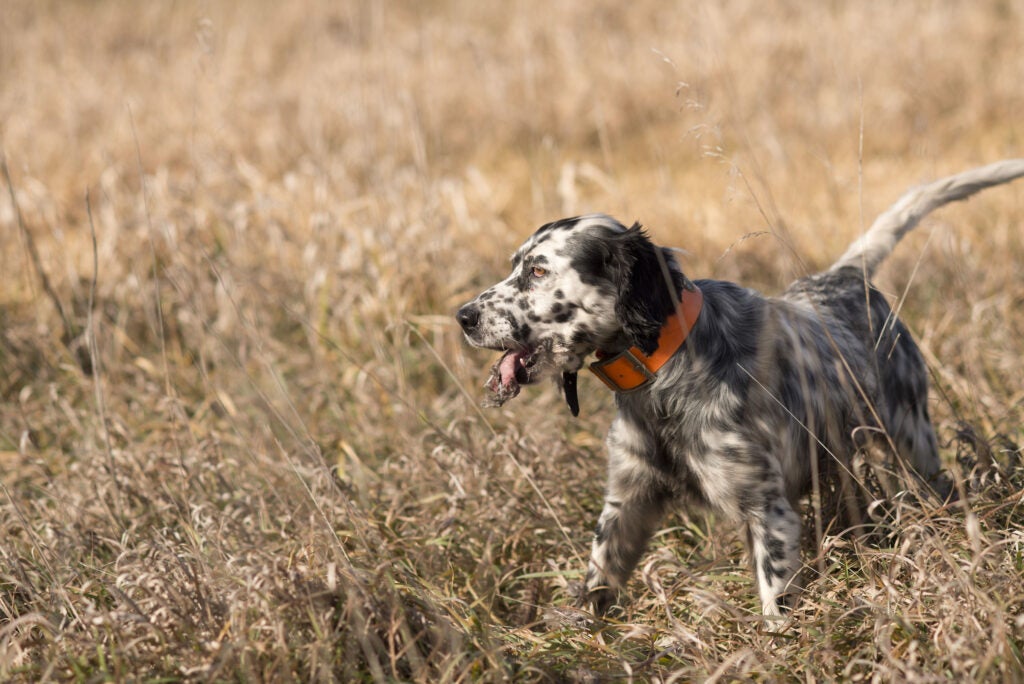 Brittany searches for birds on an upland bird hunt.