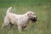 Golden retriever, one of the best hunting dog breeds, retrieves a bird on a hunt.