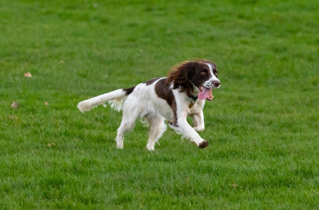 English springer spaniel, one of the best hunting dog breeds, trains in a field.