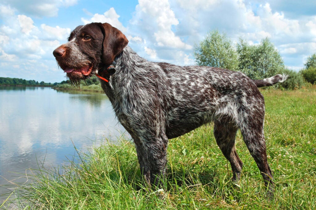 German Wirehaired Pointer, one of the best hunting dog breeds, pauses on a bird hunt