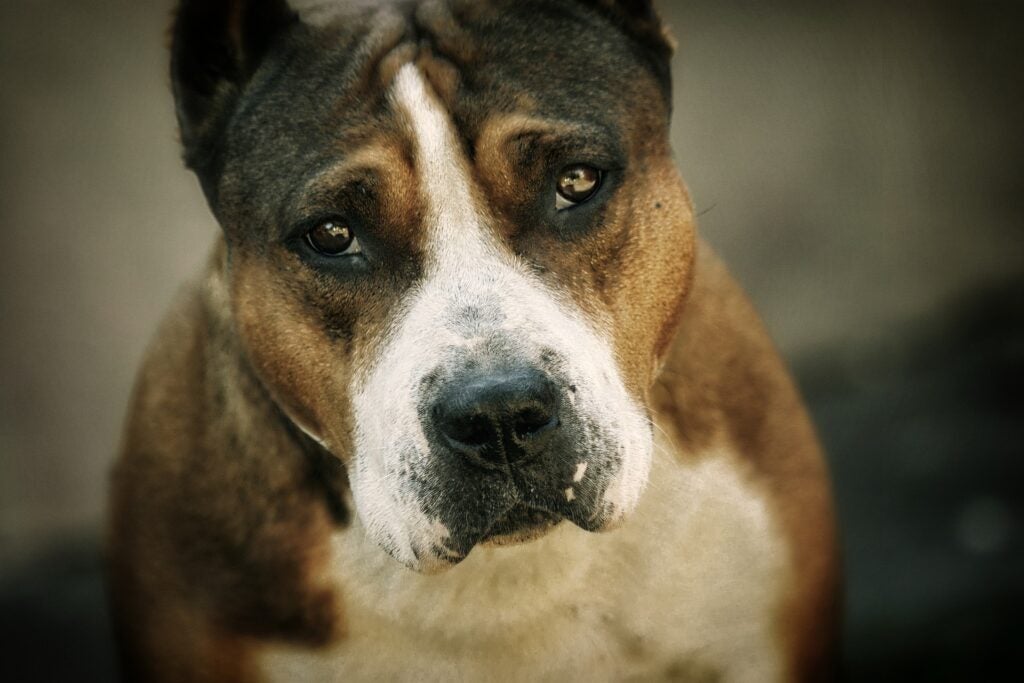 American pitbull, one of the best hunting dog breeds, shows her sweet side