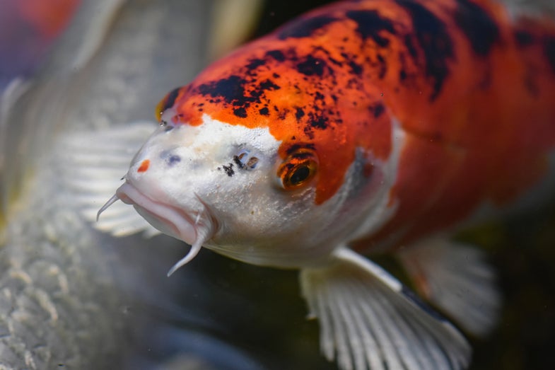 A 16-pound koi has been caught in a Utah lake.
