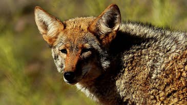 Maine’s Proposed Coyote Hunting Law Might Transform Hunting-Dog Use Forever