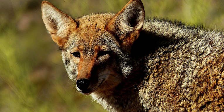 Maine’s Proposed Coyote Hunting Law Might Transform Hunting-Dog Use Forever