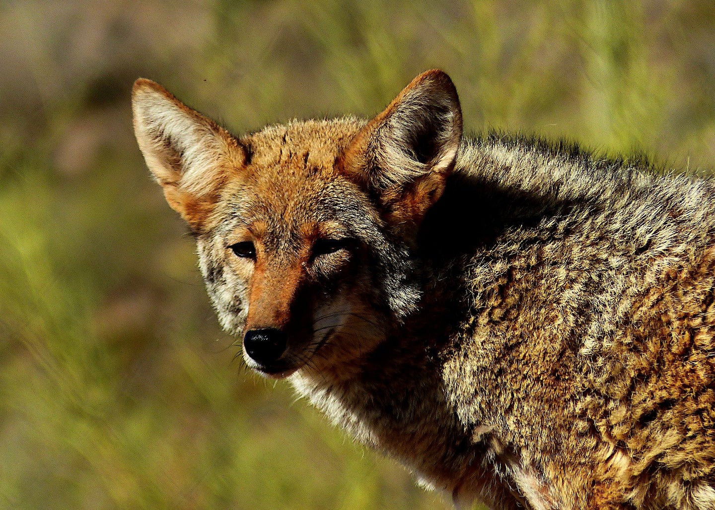 Hunting coyotes with dogs could be banned in Maine. 