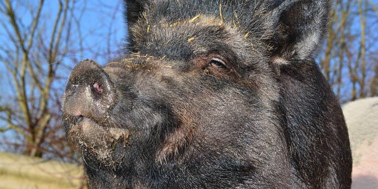 Alabama Gov. Approves Night Hunting for Coyotes and Hogs