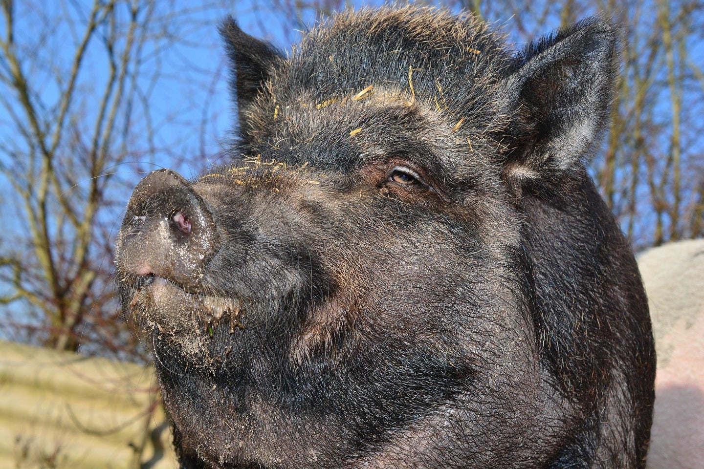 Wild pig hunting at night could become a reality in Alabama.