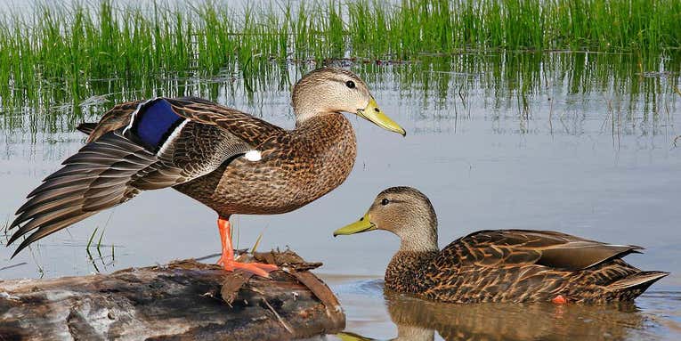 It’s Official, North America Has a New Duck Species