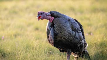 5 Tips for Hunting Open Country Gobblers