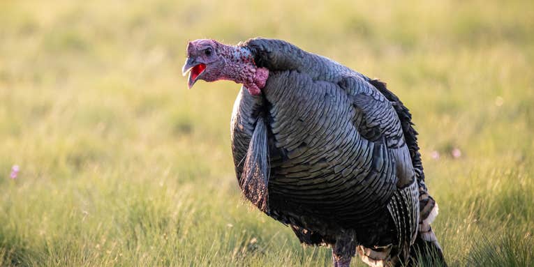 5 Tips for Hunting Open Country Gobblers