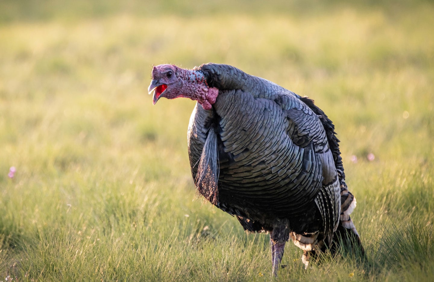A Merriam's turkey in open country.
