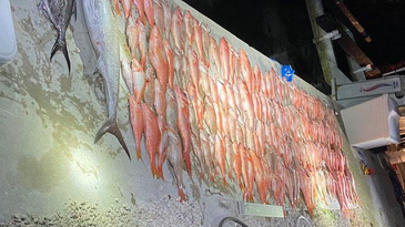 170 Illegally Caught Fish, No Jail Time