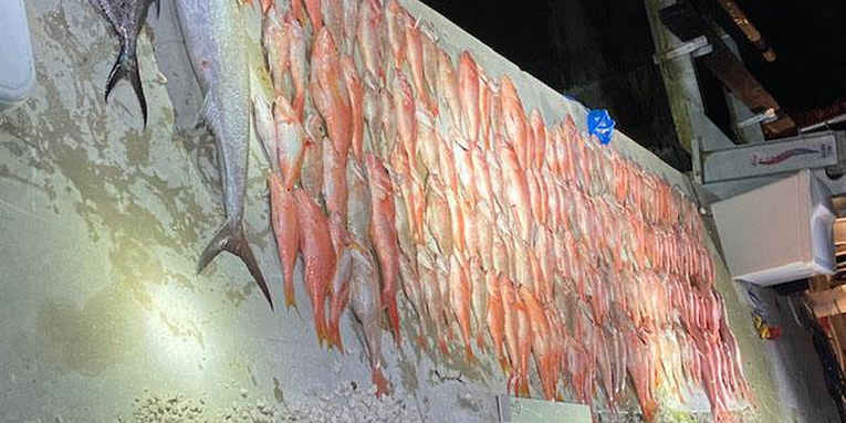 170 Illegally Caught Fish, No Jail Time