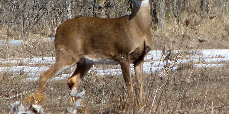 Researchers Develop New 24-Hour Test for CWD