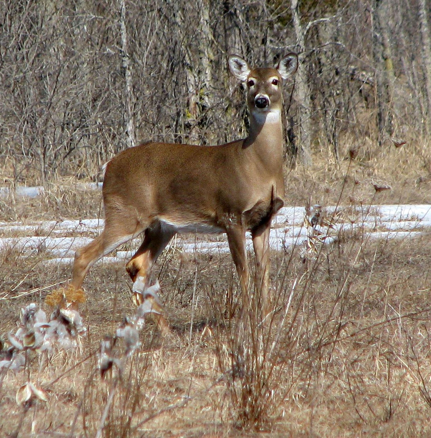 Whitetail deer.