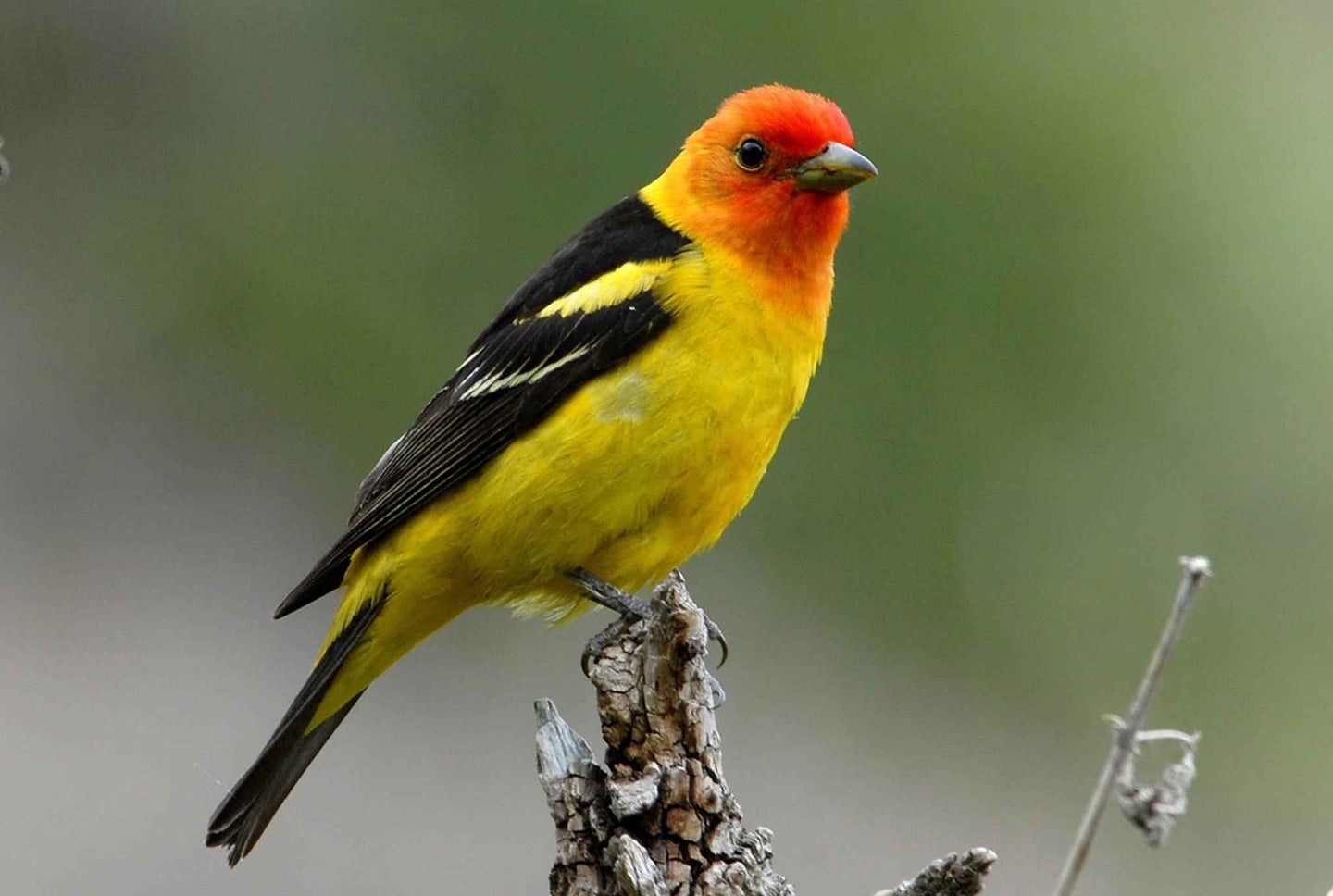 A western tanager.