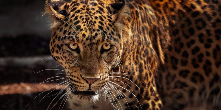 New Study Advocates Reintroducing Jaguars in Arizona and New Mexico