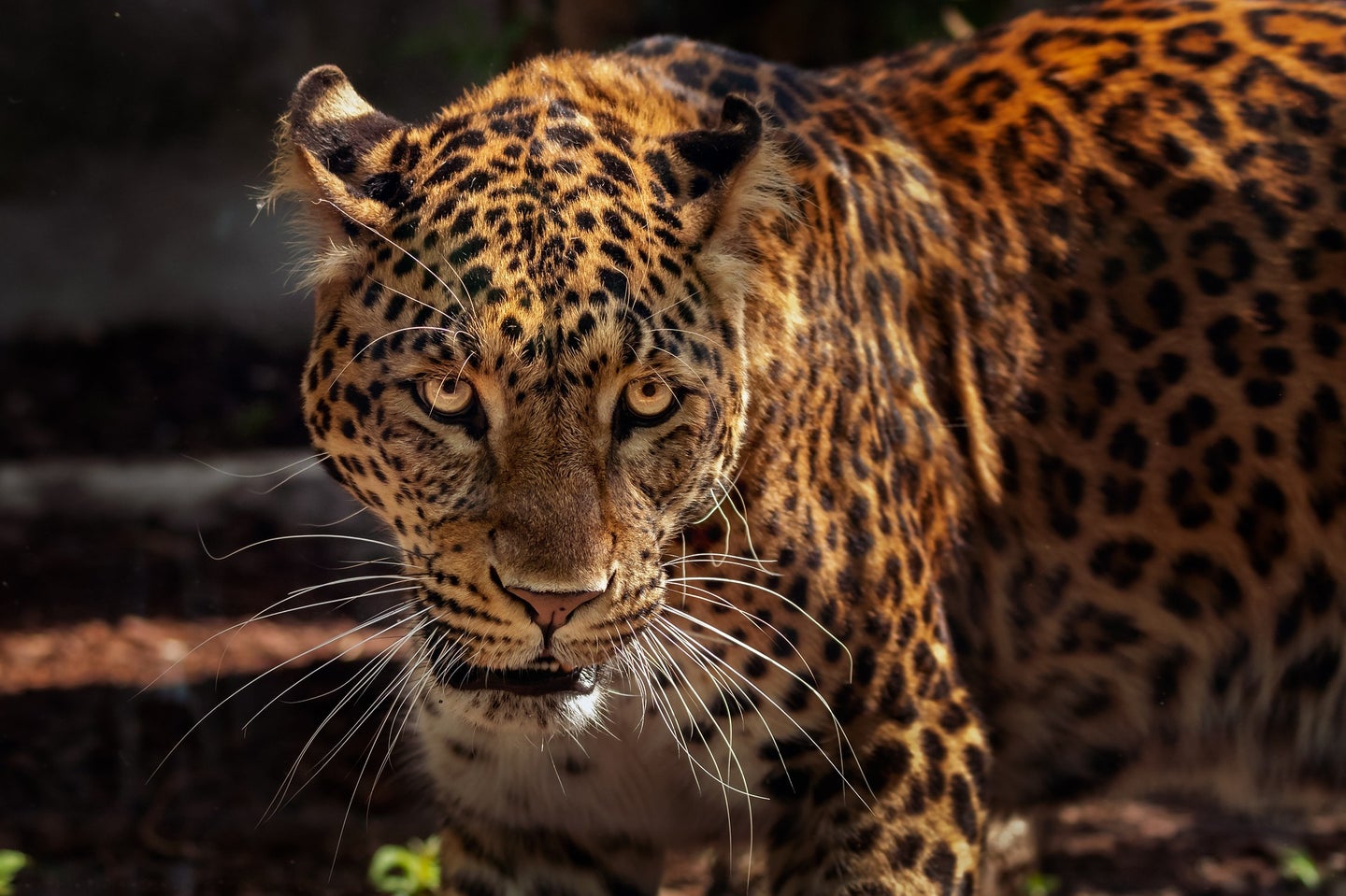 Jaguars may soon be reintroduced in Arizona and New Mexico.