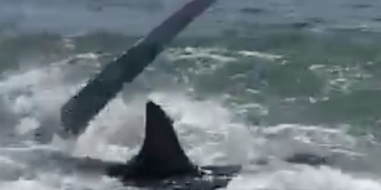 Video: Thresher Shark Gets Extremely Close to New Jersey Beach