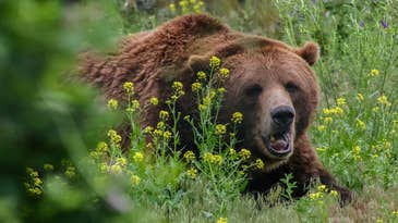 “He Grabbed a Quarter of My Face”: Alaska Man Survives Brutal Brown Bear Attack