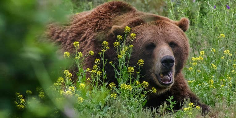 “He Grabbed a Quarter of My Face”: Alaska Man Survives Brutal Brown Bear Attack