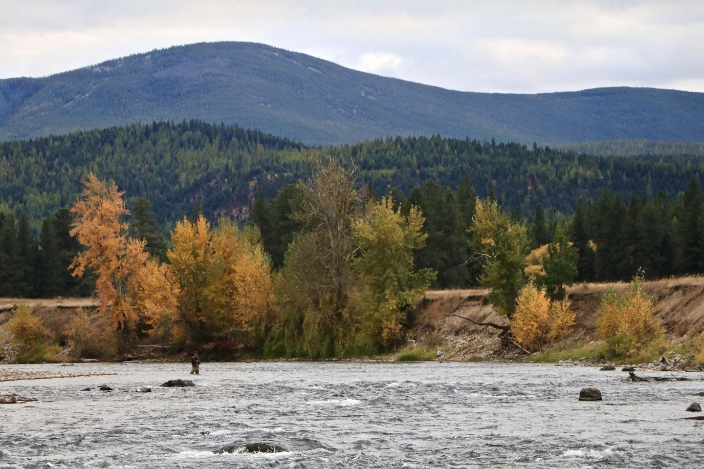 Writer John Maclean fishes the Big Blackfoot River