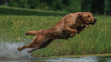 Exertional HRI in Dogs