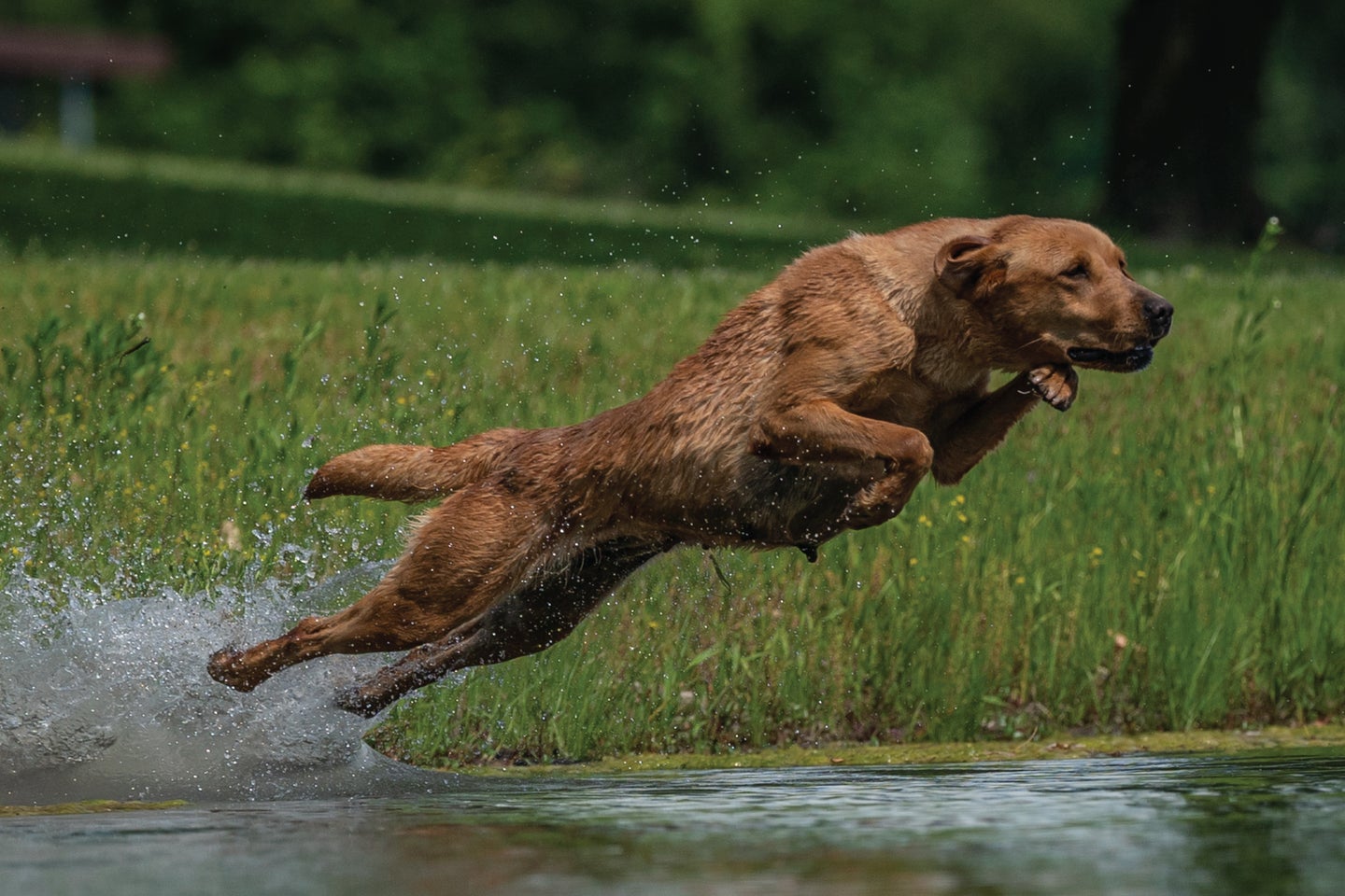 Waterfowl dog trains for hunting season.