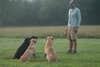 Dog trainer with three gun dogs in the field.