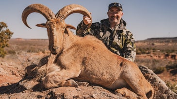Wild Aoudad Sheep Hunting with the New Savage Rifle