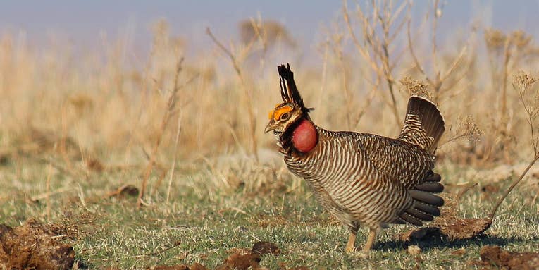 USFWS Proposes Listing Lesser Prairie-Chicken as Endangered Species
