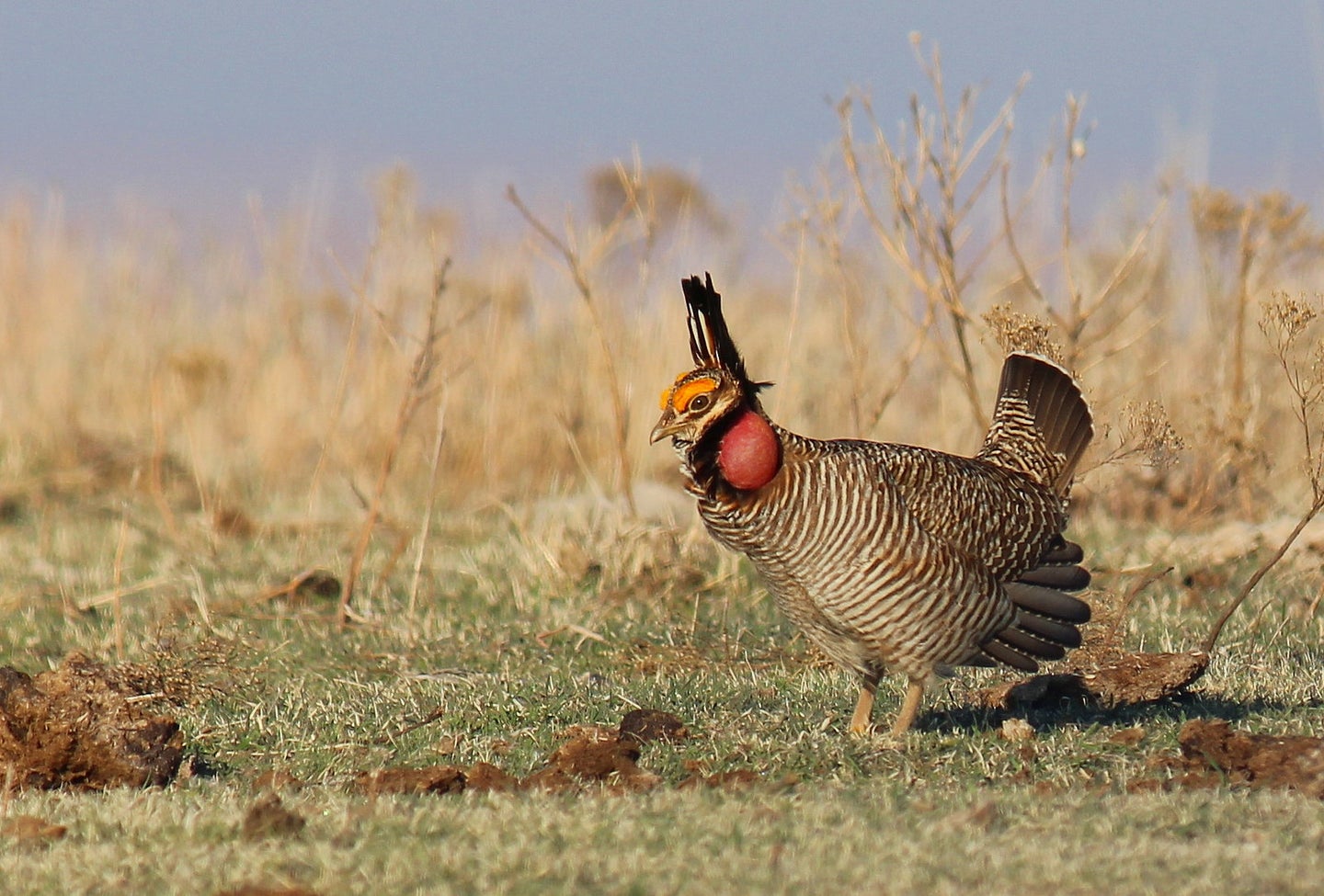 A lesser prairie-chicken walking in the grass.