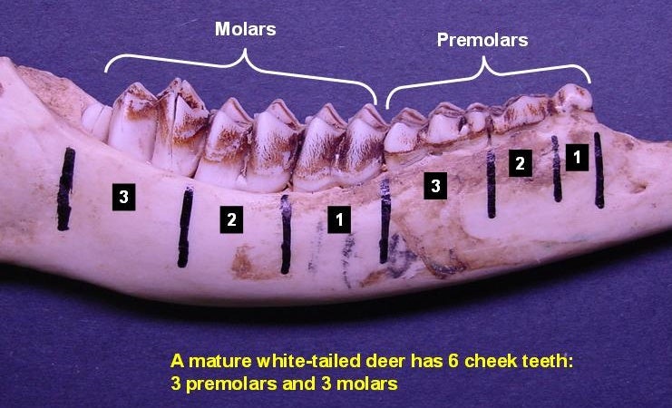 how to age a deer by teeth