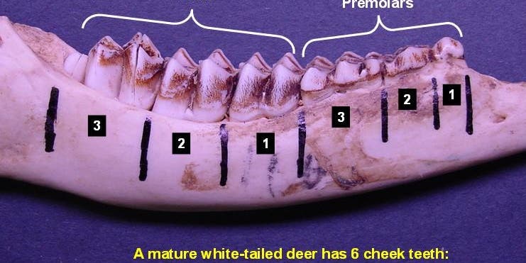Vermont Deer Tooth Aging Study Finds Two 17-Year-Old Does