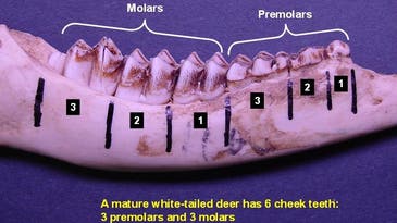 Vermont Deer Tooth Aging Study Finds Two 17-Year-Old Does