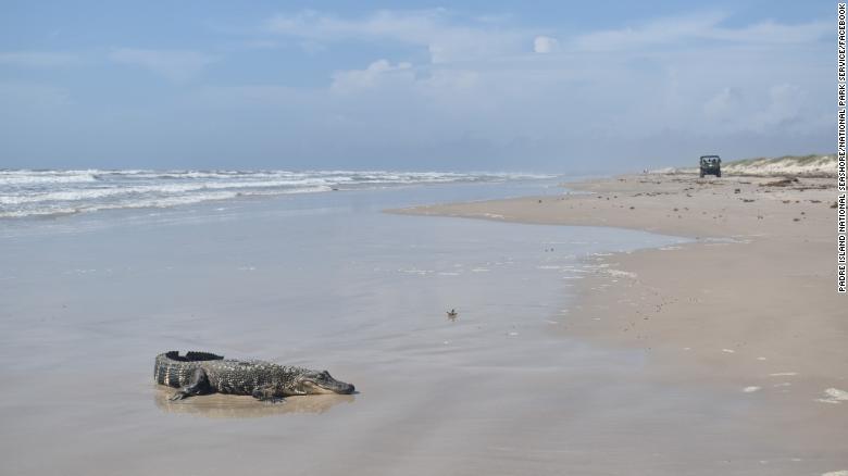 This gator was ashore on a South Padre Island beach in Texas.
