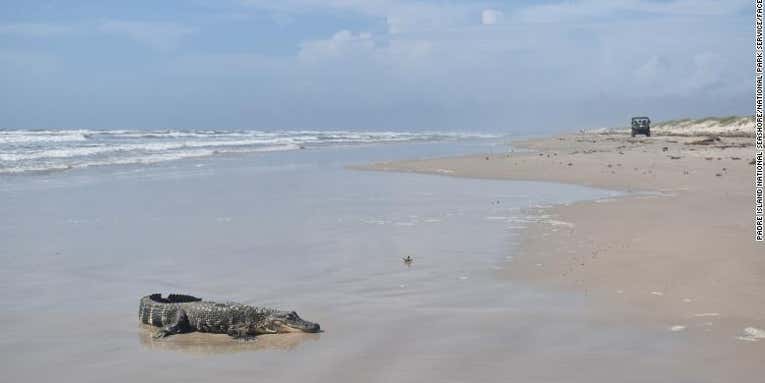 Louisiana ‘Mystery Gator’ Shows Up On Texas Beach