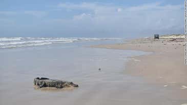 Louisiana ‘Mystery Gator’ Shows Up On Texas Beach