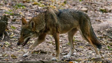 South Carolina: Free Lifetime Hunting License for Bagging a Coyote