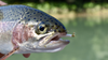 Rainbow trout caught with Trout Magnet lure