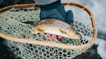 The Best Trout Lures of 2023
